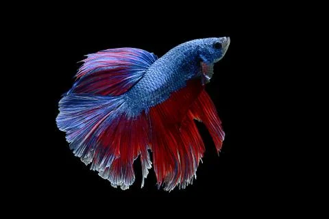 Figthing fish on black background Stock Photos