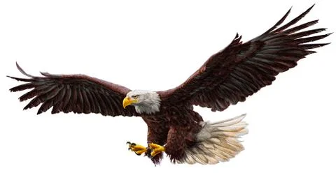 Figure bald eagle on a white background. Stock Illustration