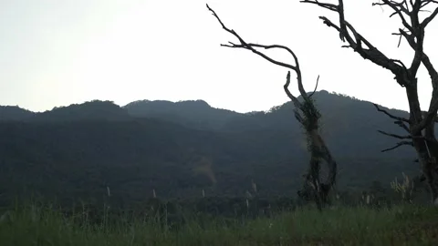 Figure branches of tree on green meadow and mountain landscape Video stock 239607178