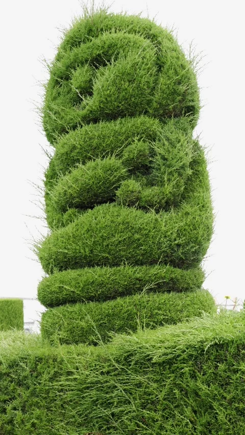 Figure in bush Video stock 245114406