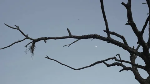 Figure extend branches of tree with the moon in blue sky Stock Footage 239607103