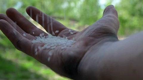 Figure falling into the hands of the farmer Stock Footage 76385852