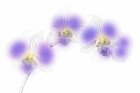 Figure orchids Stock Photos