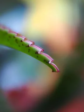 Figure on the tip of a leaf of an aloe of a useful medical Stock Photos