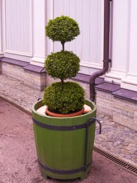 Figured dwarf tree of round shape in a tub near the greenhouse in early sprin Stock Photos