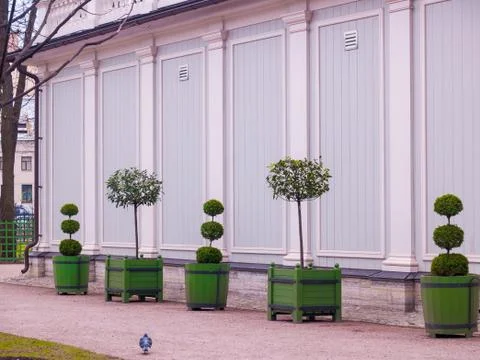 Figured dwarf trees of different shapes in tubs near the greenhouse in early Stock Photos
