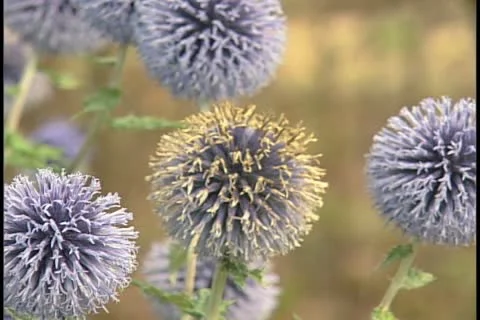 Figwort 库存影片 11780672