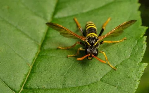 A Figwort Sawfly Stock Photos
