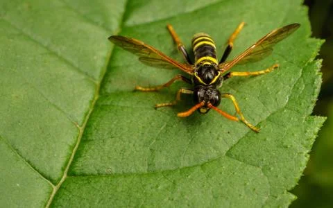 A Figwort Sawfly Stock Photos