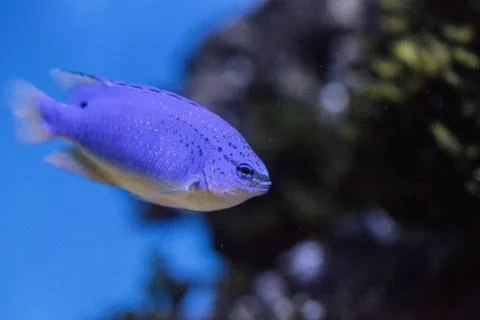 Fiji Blue devil damselfish chrysiptera parasema Stock Photos