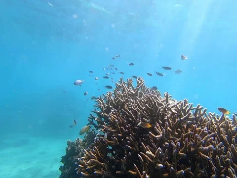 Fiji Corals Stock-Footage 121487397