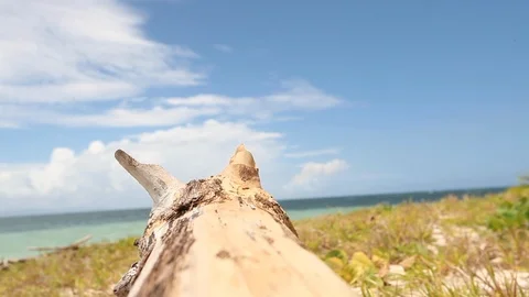 Fiji - Fallen Tree Stock Footage 104921700