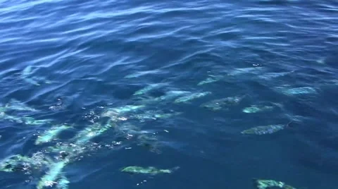 Fiji Fish blue Video stock 46483576