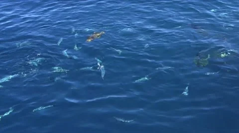 Fiji Fish eating Stock Footage 46483838