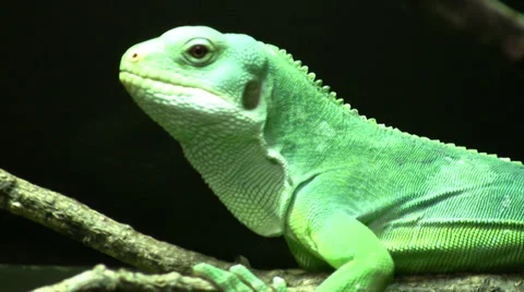 Fiji iguana green lizard Stock Footage 28528314