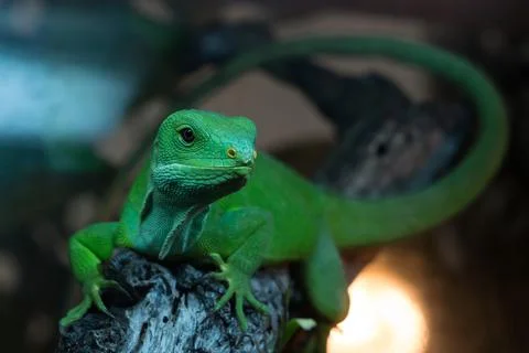Fiji Iguana Stock Photos