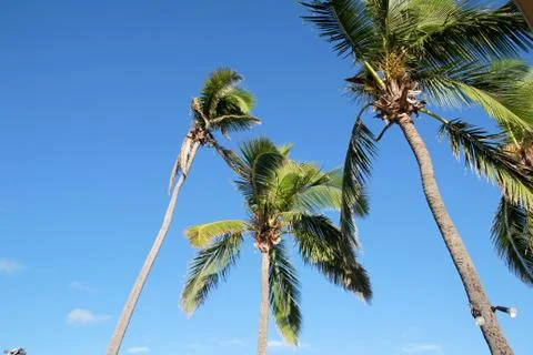 Fiji Islands Stock Photos