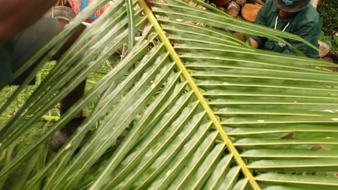 Fiji - Machete Chop Vídeo Stock 104920858