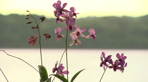 Fiji, Orchids at Sunset Stock Footage 46086729