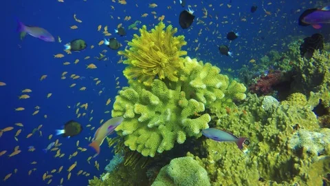 Fiji SCUBA diving - The Blight Waters - Feather Stars on a Coral Head Stock Footage 92880239