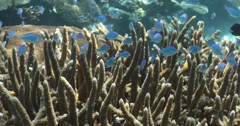 Fiji Underwater Stock Footage 336759086
