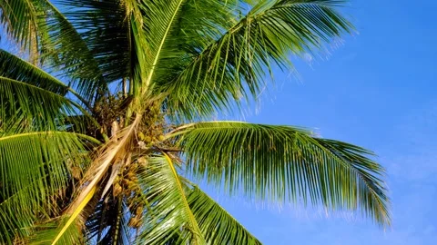 Fijian coconut palm tree against clear blue sunny day sky on tropical island in Stock-Footage 345046069