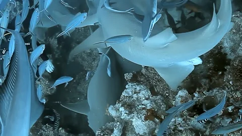 Fiji's Underwater Magic a Diver's Shark Connection Stock Footage 338197937