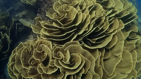 Fiji's Yellow Cabbage Patch Coral 1 of 2 60fps Stock Footage 317384882
