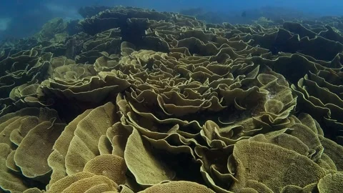 Fiji's Yellow Cabbage Patch Coral 2 of 2 60fps Stock Footage 317385475