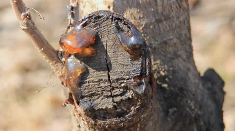 Filament on tree resin Stock-Footage 33217555