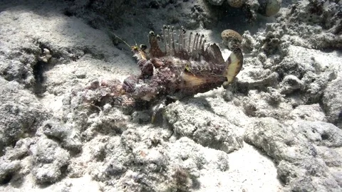 Filamented devilfish (Inimicus filamentosus) walking fish Video stock 80273644