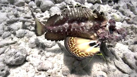 Filamented devilfish (Inimicus filamentosus) walking fish Video stock 80273703