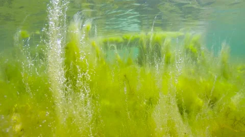 Filamentous algae algal bloom in the ocean in shallow water Stock Footage 208903434
