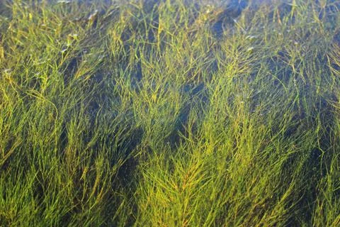 Filamentous algae creeping over the surface of the water Fotos de archivo