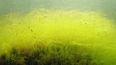 Filamentous algae in lake Stock Footage 85198432