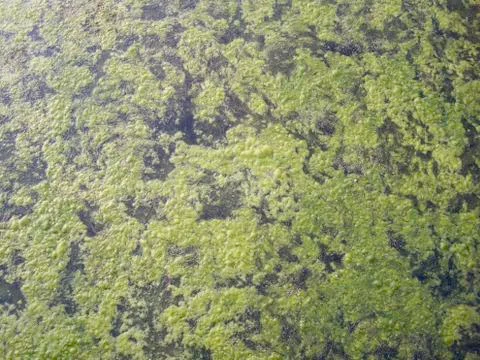 Filamentous Algae Stock Photos