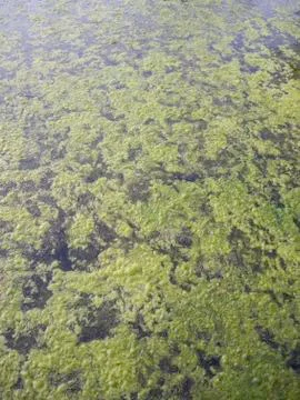Filamentous Algae Stock Photos