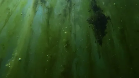 Filamentous green algae with dark organic muck and bubbles in murky swamp. Stock Footage 341290961