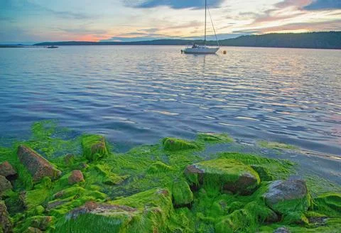 Filamentous green algae Stock Photos