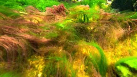 Filamentous green and red algae growing on a stone in a flowing water stream Stock Footage 330944399