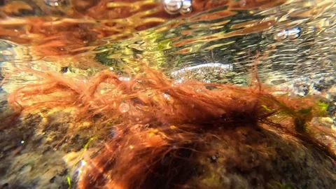 Filamentous red algae growing on rock in a flowing water stream Stock Footage 330365549