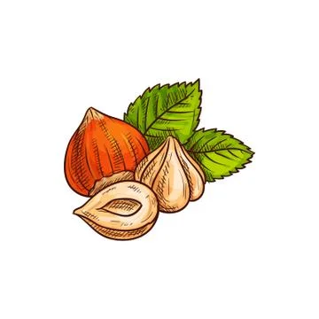 Filbert cobnut, peeled hazelnuts with leaf sketch Stock Illustration