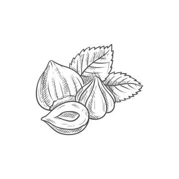 Filbert cobnut, peeled hazelnuts with leaf sketch Stock Illustration