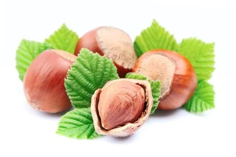 Filbert nuts with leaf Foto stock