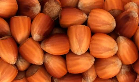 Filbert nuts texture or background Stock Photos