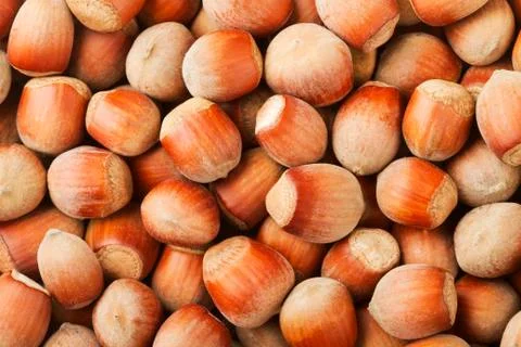 Filbert Stock Photos