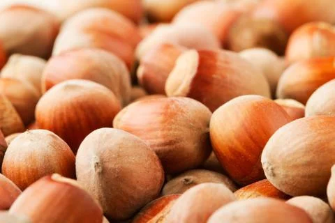 Filbert Stock Photos