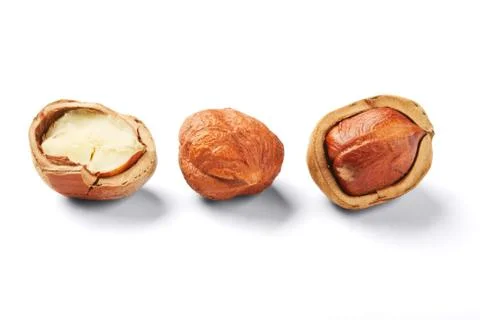 Filbert Stock Photos