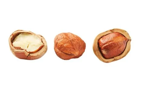 Filbert Stock Photos