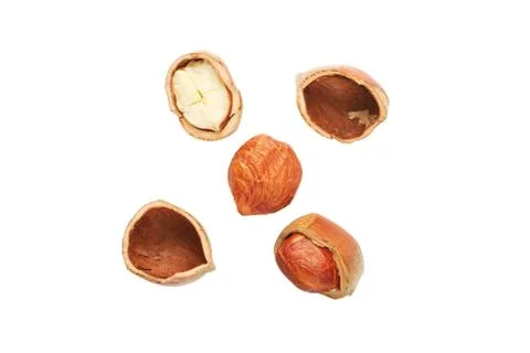 Filbert Stock Photos